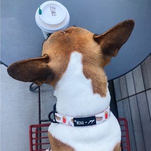 Cutest dog collar 🌭🥤🍔